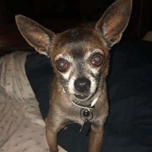 Meet your Posher, Roy